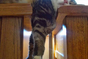 Если котик хочет СПАТЬ, он может заснуть где и как угодно