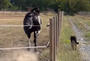 Наперегонки с лошадкой