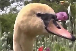 Необычная проблема словацких фермеров