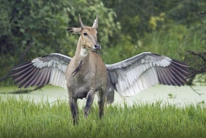 Необычные эмоциональные снимки (50 фото)