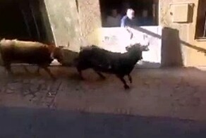 Бык решил наказать мужчину, схватившего его за рога