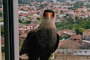 Попить не дадите? Неожиданный гость за окном