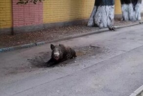 Дикие кабаны в Ростове-на-Дону забежали на детскую площадку, а потом принялись громить город