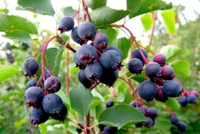 Подборка рецептов из ирги на зиму