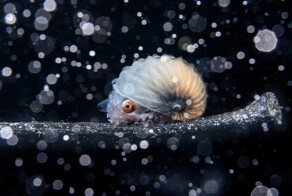 Победители конкурса Ocean Photographer of the Year 2023
