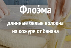 Причудливые и полезные словечки, которые пополнять ваш словарный запас