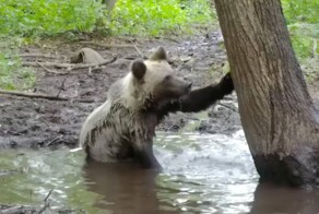 Купающаяся в луже медведица попала на видео