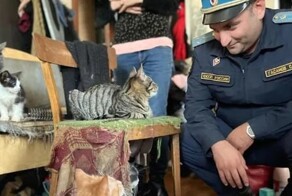 В Санкт-Петербурге спасли кошек, которых хозяйка держала в захламлённой квартире