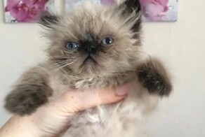 Пользователи сети показали своих милых котят, превратившихся в пушистых бандитов