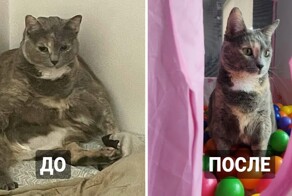 Пользователи сети опубликовали фотографии своих похудевших питомцев