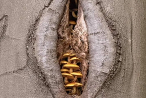 15 доказательств того, что природа - та ещё пошлячка - и цензура ей не помешает