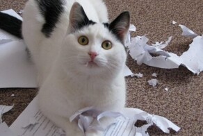 Этот неловкий момент: питомцы, которых застали врасплох