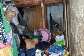 В Екатеринбурге женщина бросила в квартире десятки кошек и уехала к родственникам