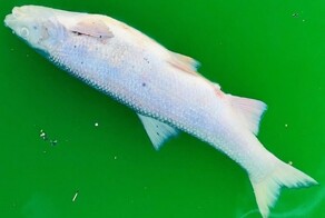 Экоактивизм и отвага: во Франции защитники природы провели акцию, после которой в реке погибла рыба