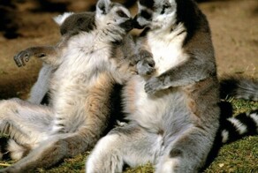 Романтика братьев наших меньших