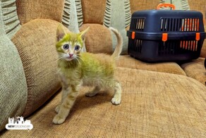 «Никто не верит, что это его настоящий цвет»