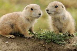 Писклявые убийцы умилительного вида