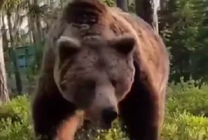 «Один удар бы и был бы конец»: в Тюменской области бурый медведь пришёл в гости к отдыхающему мужику и сильно его напугал