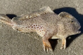 Жительница Австралии случайно наткнулась на рыбу, считавшуюся вымершей