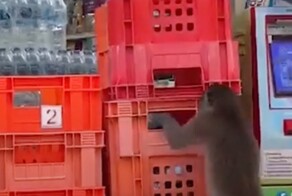 В Таиланде обезьяны совершили набег на супермаркет