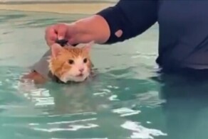 Толстый котик очень недоволен тем, что его заставили худеть в воде