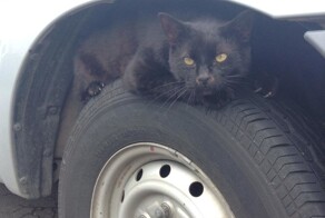 Шпионские котоштучки