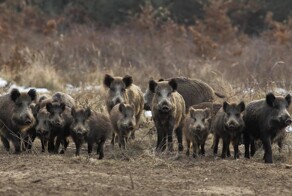 Голодные кабаны спешат на огороды в Ленинградской области