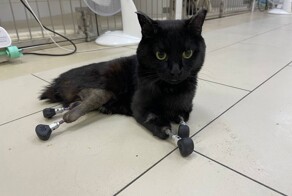 Ветеринары подарили вторую жизнь коту, который остался без лап