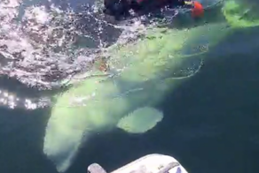 Во Владивостоке пытаются спасти раненую белуху с&nbsp;крючком от троллинговой снасти в&nbsp;теле