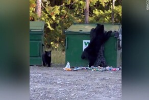 Мужчина помог выбраться застрявшему в мусорке медвежонку