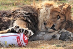 Зоозащитники спасли льва, который провёл 6 лет в клетке в полном одиночестве