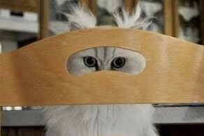 Коты-наблюдатели и их важные задачи