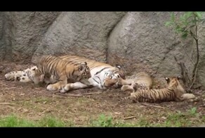 Отдохнешь тут с вами…