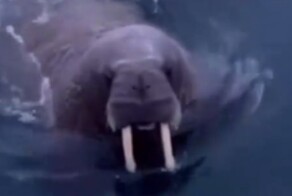 Недовольная моржиха прогнала российских туристов, проткнув им лодку