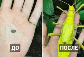 15 сравнений, демонстрирующих невероятные перевоплощения яиц различных насекомых во взрослых особей