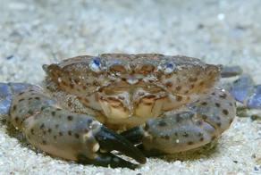 В Венесуэле песочный краб обокрал российского туриста