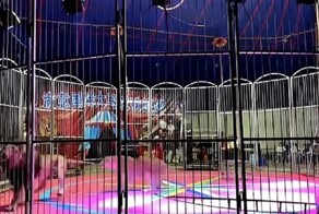 В Китае лев напал на дрессировщика во время выступления