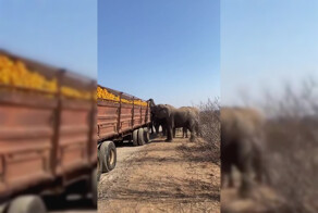 В ЮАР слоны совершили налёт на сломавшуюся фуру с апельсинами