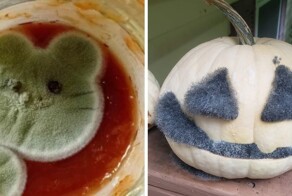 Снимки плесени, которую так и хочется погладить да потискать