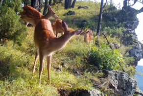 Завтрак «оленей-экстремалов»