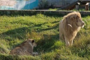 В Ярославском зоопарке подружились белые львы