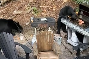 Пикник плюшевых мишек: медведи пришли в гости на барбекю