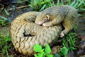 В Китае благодаря контрабандистам обнаружили новый вид панголинов