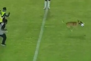 Пёс выбежал на поле во время матча чемпионата Мексики по футболу и показал, как надо обращаться с мячом