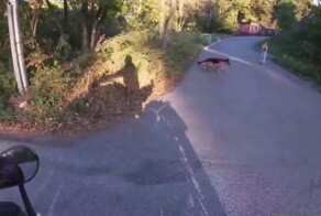 Собаки на самовыгуле напугали ребенка во Владивостоке