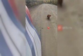 Лиса устроила погоню за автомобилем