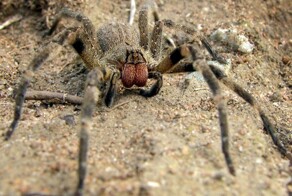 Учёные хотят сделать лекарство из паука, чей укус вызывает железную эрекцию