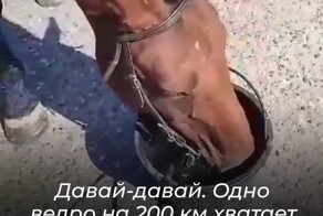 «Одно ведро на 200 км хватает»: всадник на коне потроллил водителей из-за цен на бензин