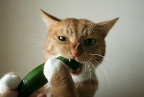 Котики-гурманы с неожиданными вкусовыми привычками