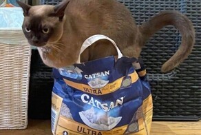 18 кошачьих дурачков, у которых всего один нейрон